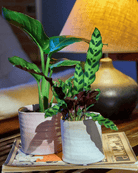 Channa Ceramic Planter Pot - Chive US Wholesale