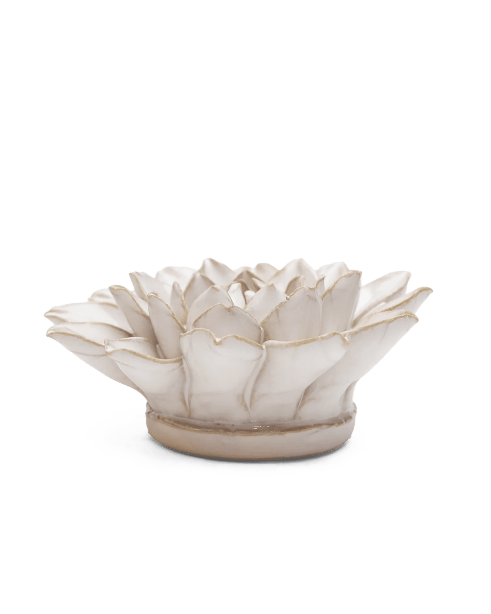 CO01 Ivory Monch Aster - Chive US Wholesale