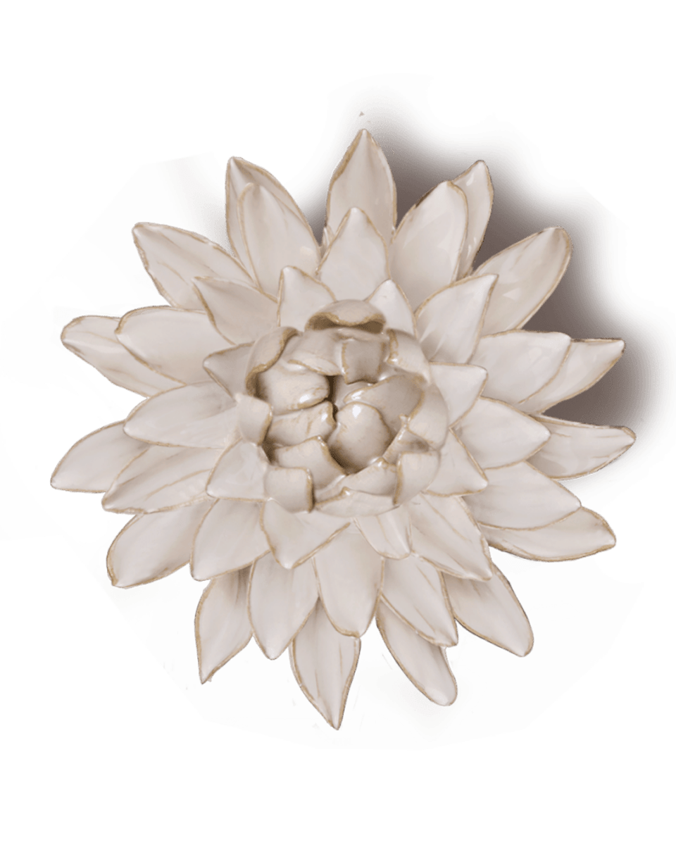 CO10 Ivory Strawflower - Chive US Wholesale