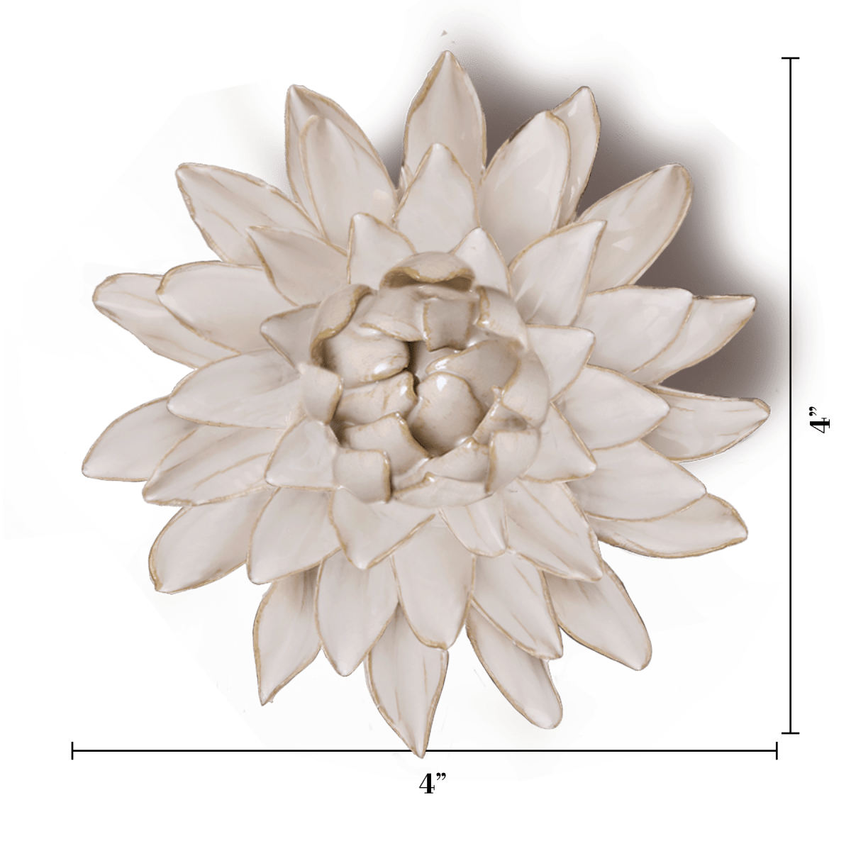 CO10 Ivory Strawflower - Chive US Wholesale