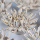 Ceramic Flower Coastal Curated Collection #5 - Chive US Wholesale