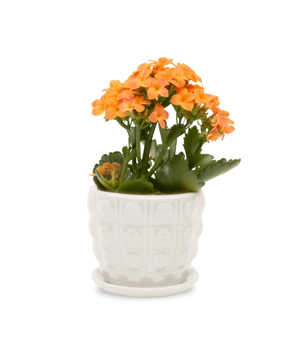 Convex Ceramic Pot With Drainage Hole And Saucer Kit - Chive US Wholesale