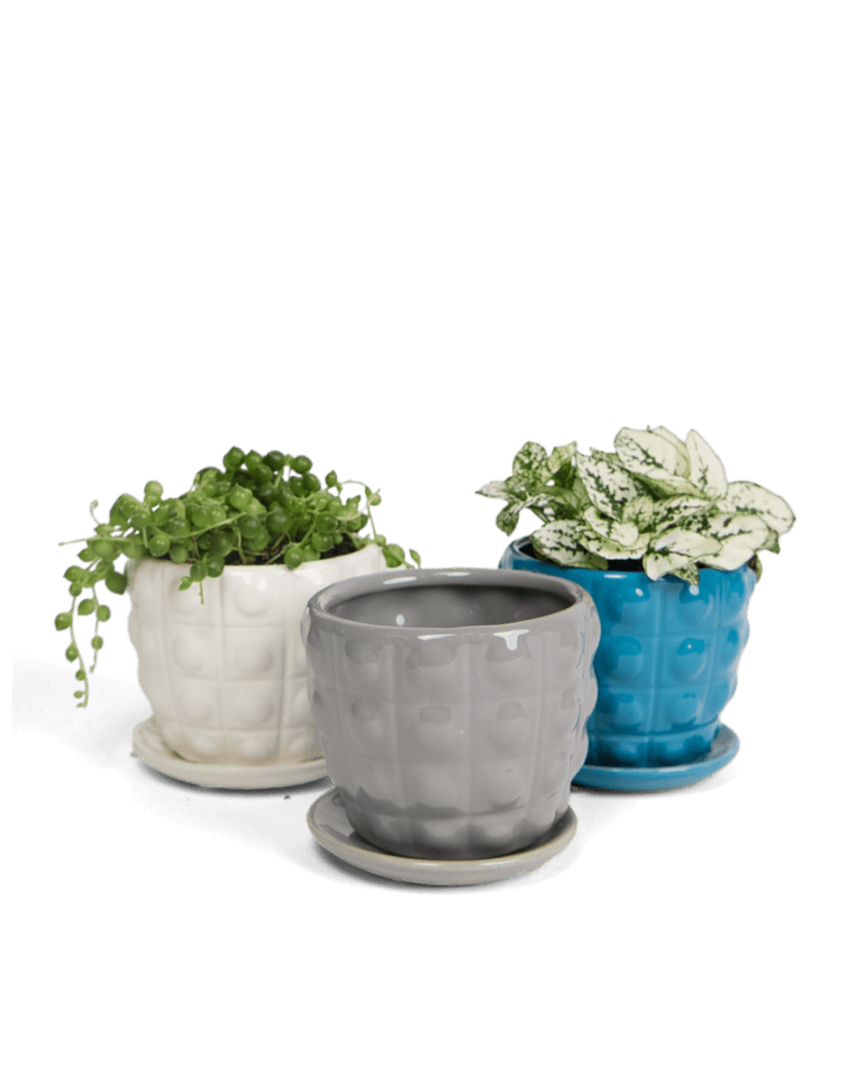 Convex Ceramic Pot With Drainage Hole And Saucer Kit - Chive US Wholesale