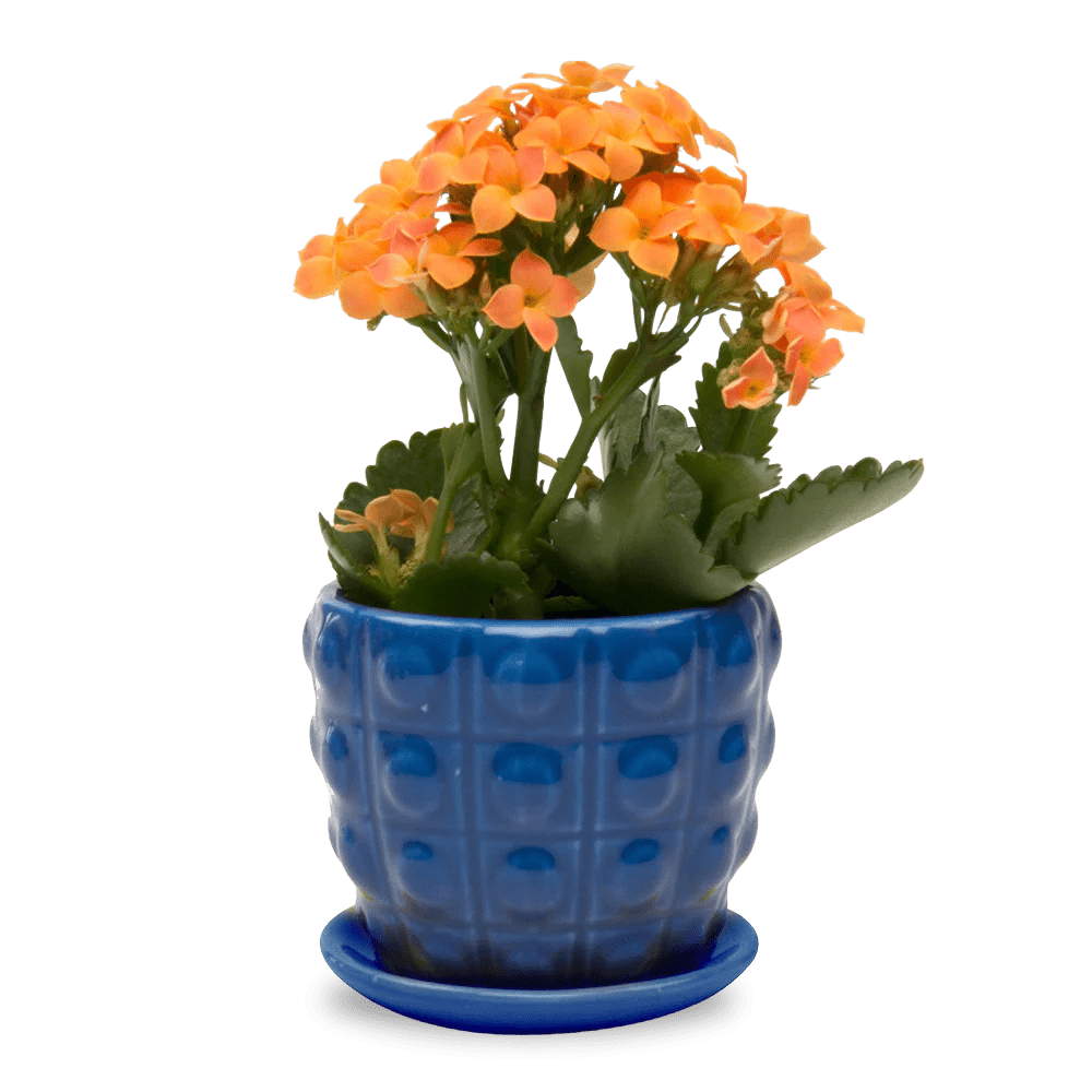 Convex Ceramic Pot With Drainage Hole And Saucer - Chive US Wholesale