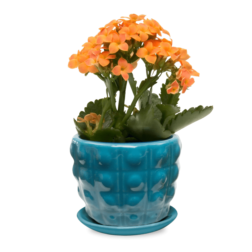 Convex Ceramic Pot With Drainage Hole And Saucer - Chive US Wholesale