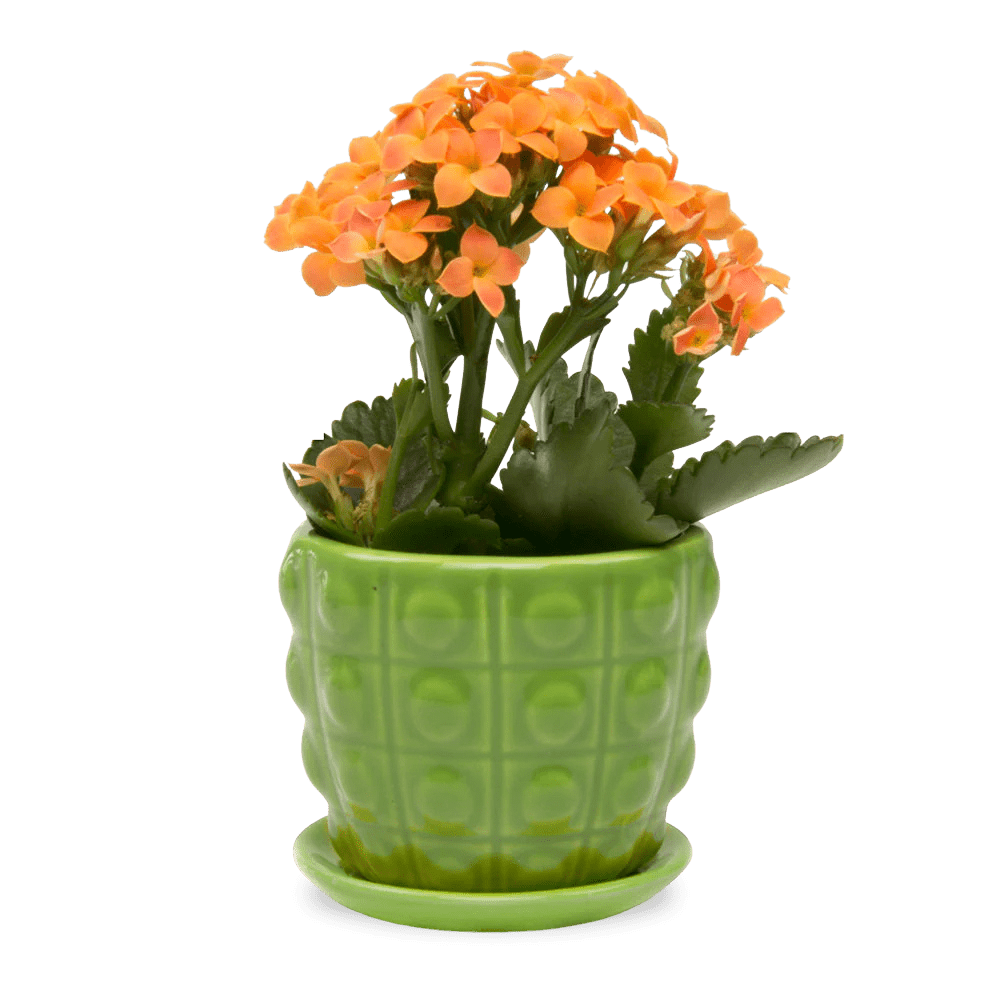 Convex Ceramic Pot With Drainage Hole And Saucer - Chive US Wholesale