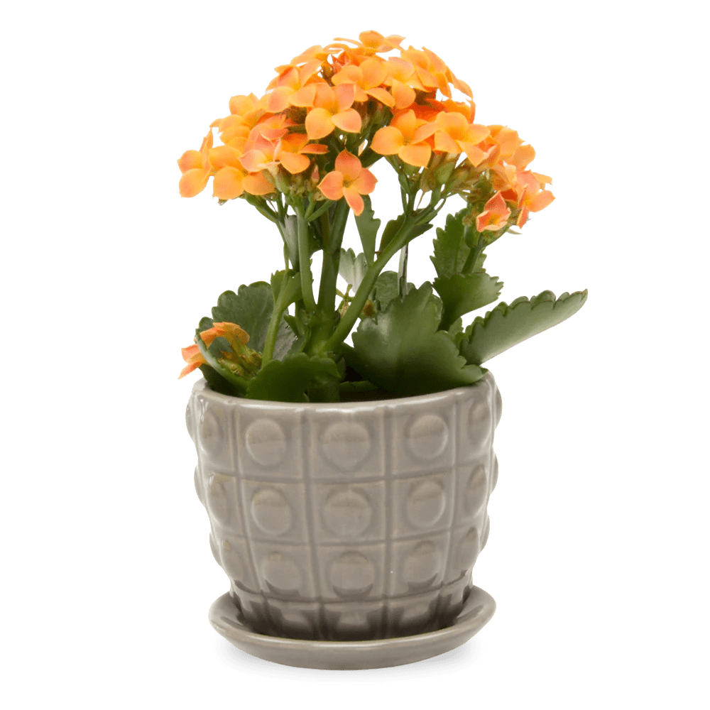 Convex Ceramic Pot With Drainage Hole And Saucer - Chive US Wholesale