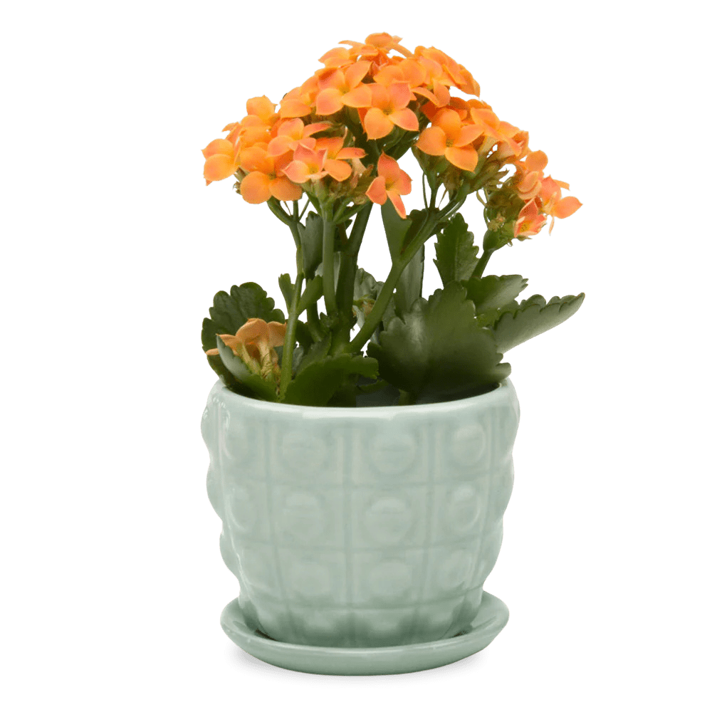 Convex Ceramic Pot With Drainage Hole And Saucer - Chive US Wholesale