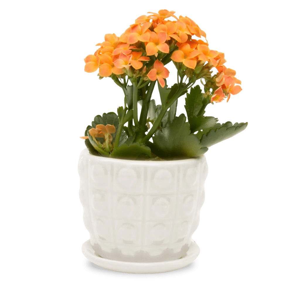 Convex Ceramic Pot With Drainage Hole And Saucer - Chive US Wholesale