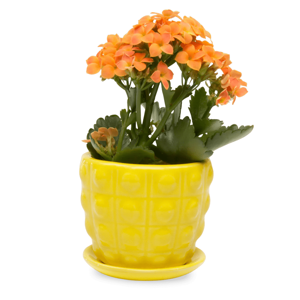 Convex Ceramic Pot With Drainage Hole And Saucer - Chive US Wholesale