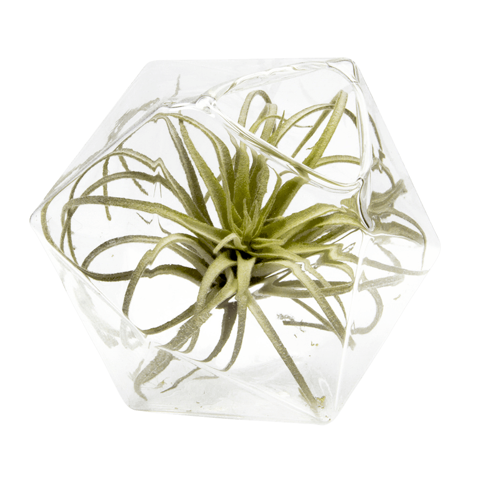 Crystal Glass Modern Clear Flower Vase - Chive US Wholesale