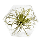 Crystal Glass Modern Clear Flower Vase - Chive US Wholesale