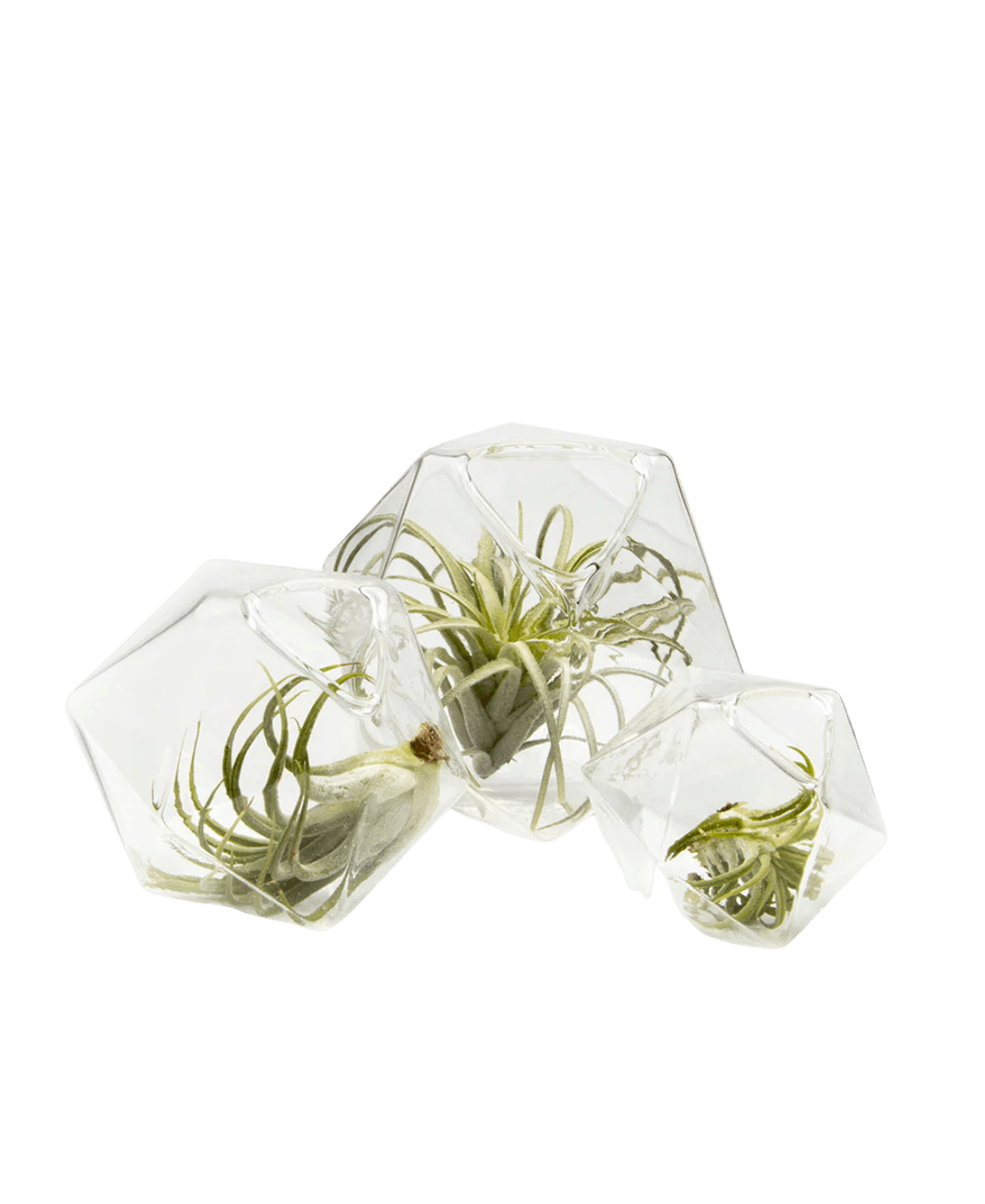 Crystal Glass Modern Clear Flower Vase - Chive Ceramics Studio - Vases - Chive US Wholesale