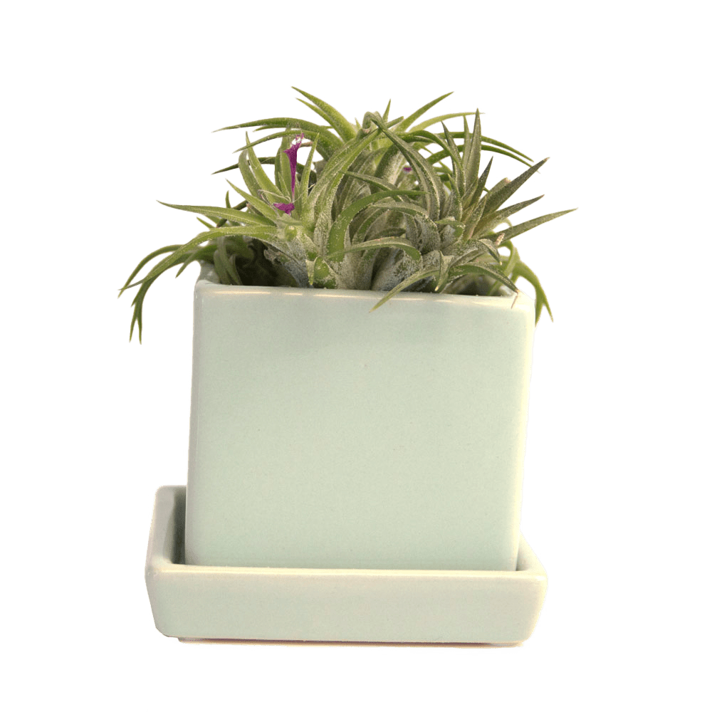 Cube & Saucer Ceramic Pot With Drainage Hole - Chive US Wholesale