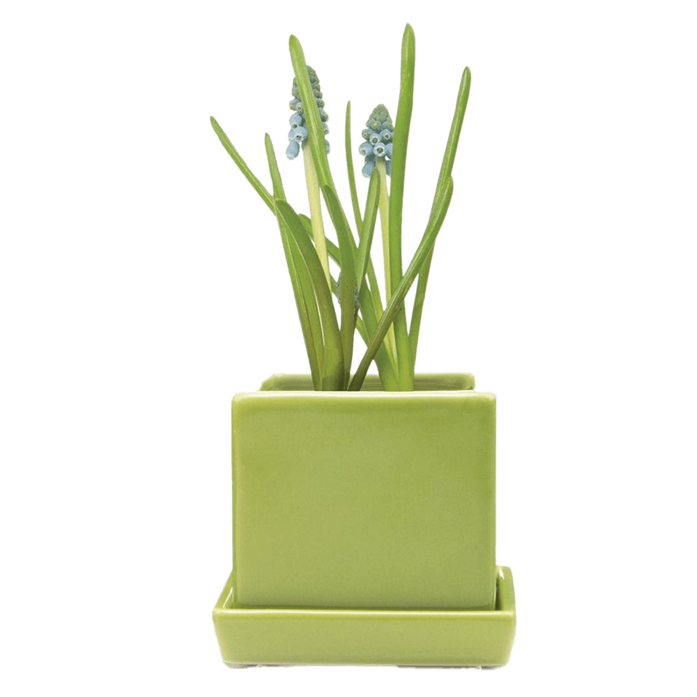 Cube & Saucer Ceramic Pot With Drainage Hole - Chive US Wholesale