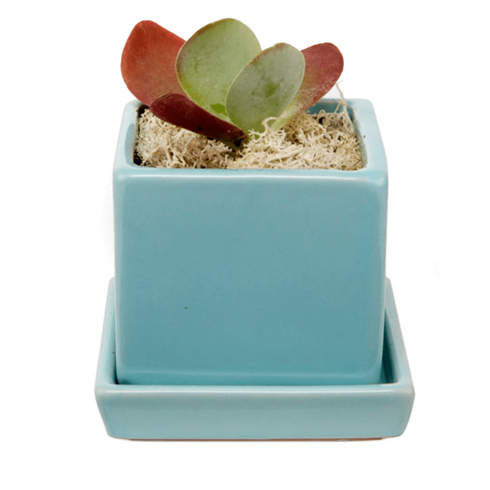 Cube & Saucer Ceramic Pot With Drainage Hole - Chive US Wholesale