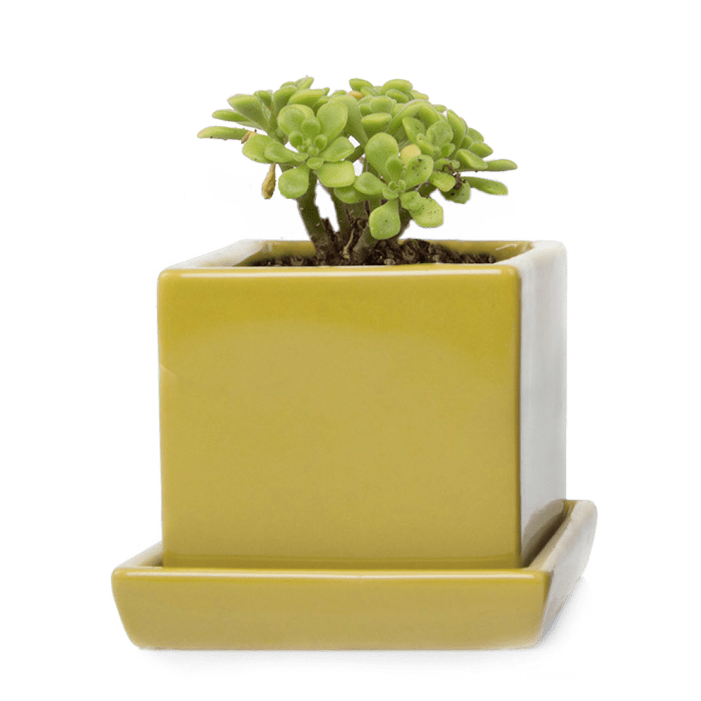 Cube & Saucer Ceramic Pot With Drainage Hole - Chive US Wholesale