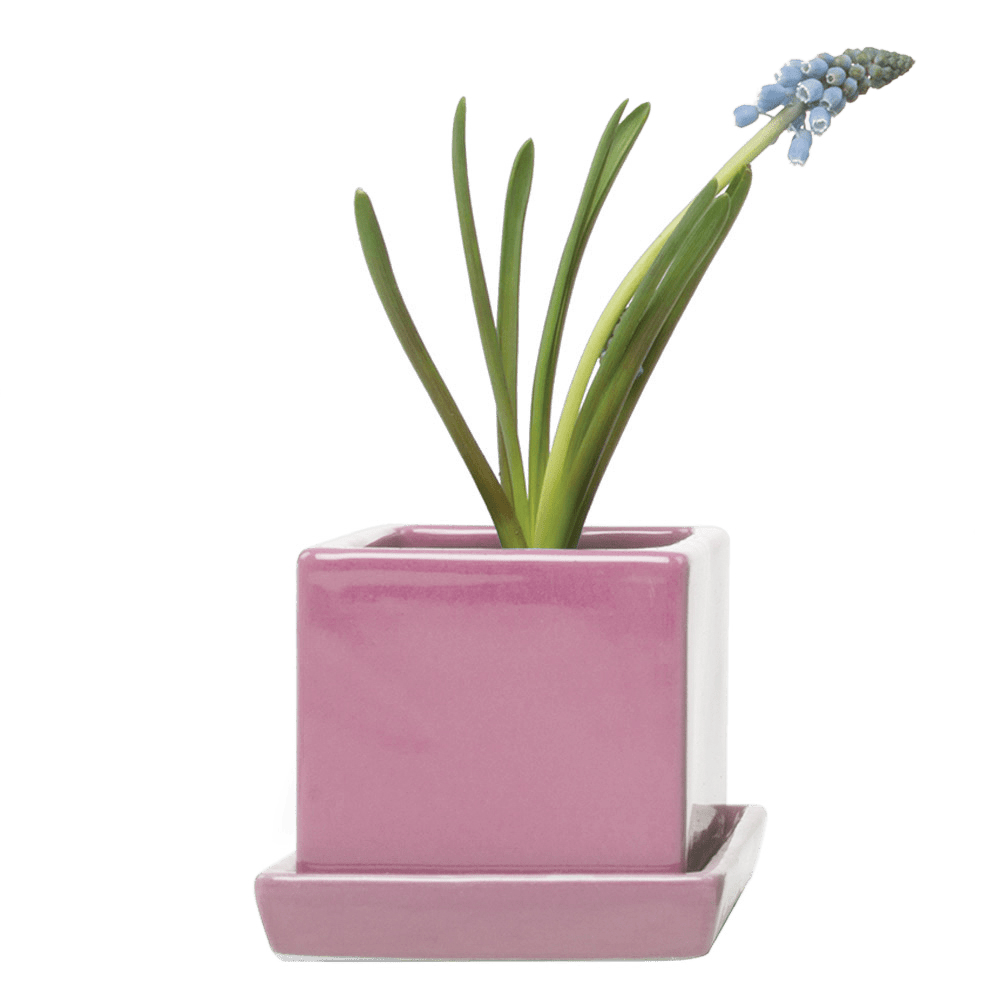 Cube & Saucer Ceramic Pot With Drainage Hole - Chive US Wholesale