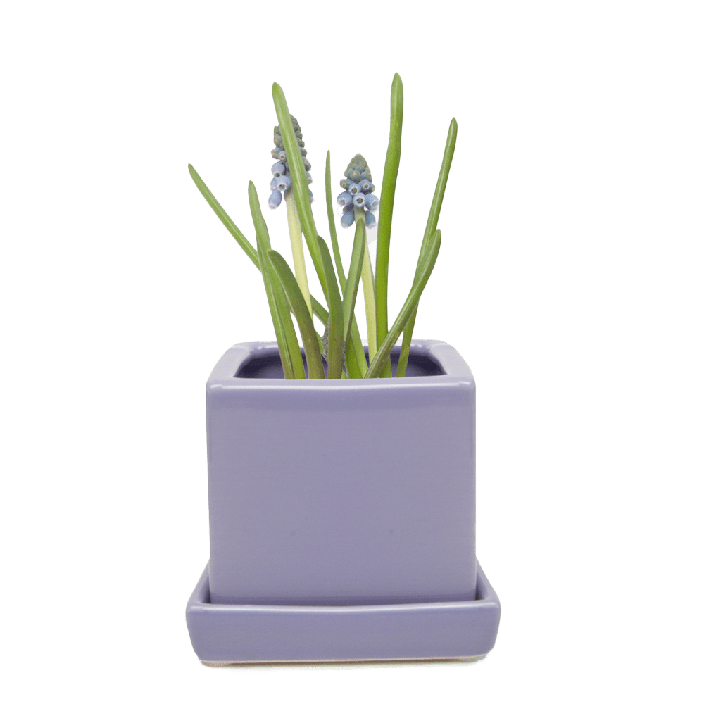 Cube & Saucer Ceramic Pot With Drainage Hole - Chive US Wholesale