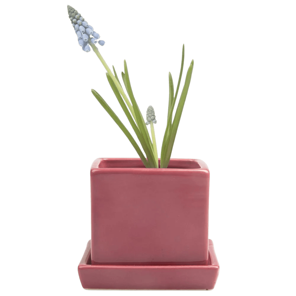 Cube & Saucer Ceramic Pot With Drainage Hole - Chive US Wholesale