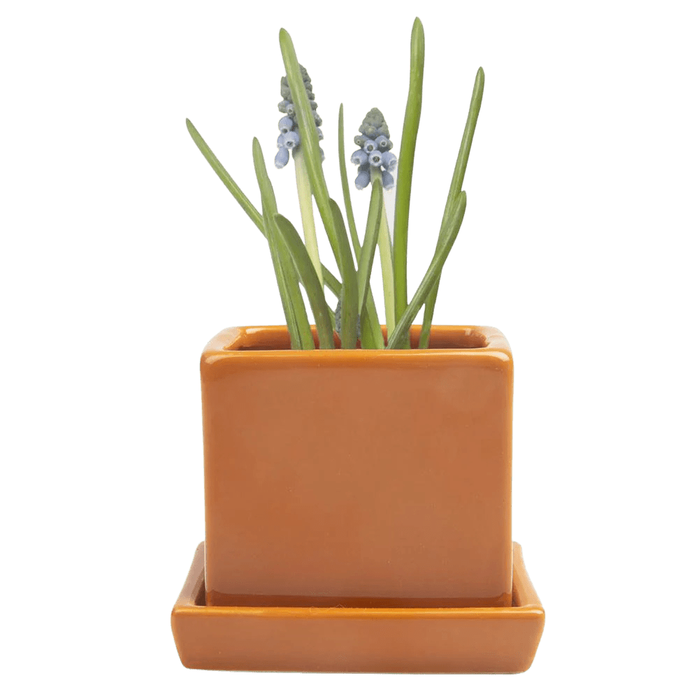 Cube & Saucer Ceramic Pot With Drainage Hole - Chive US Wholesale