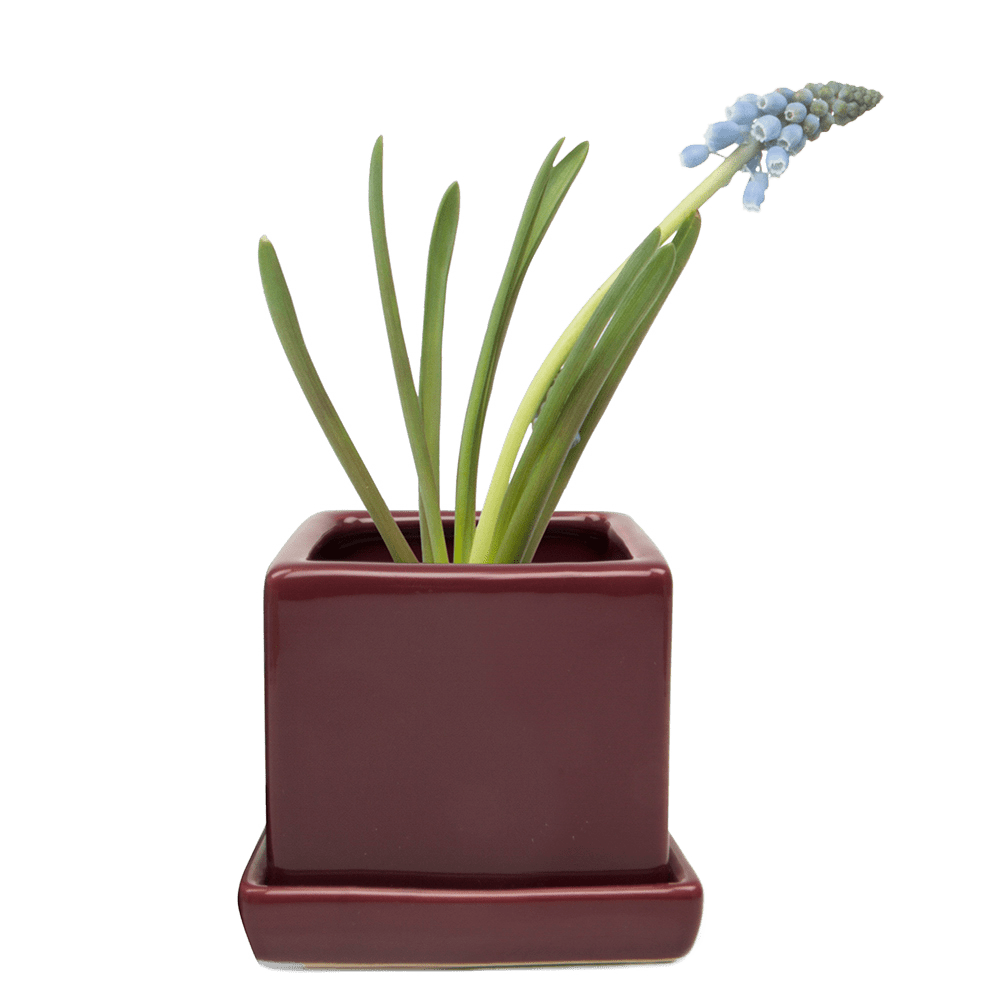 Cube & Saucer Ceramic Pot With Drainage Hole - Chive US Wholesale