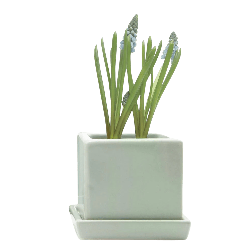 Cube & Saucer Ceramic Pot With Drainage Hole - Chive US Wholesale