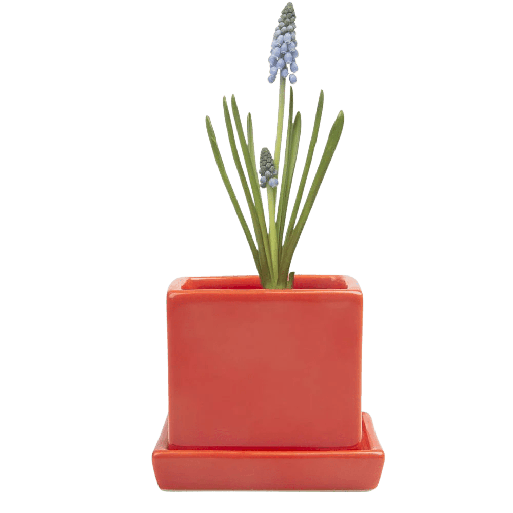 Cube & Saucer Ceramic Pot With Drainage Hole - Chive US Wholesale