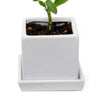 Cube & Saucer Ceramic Pot With Drainage Hole Kit