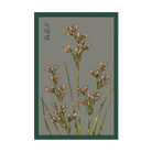 Chairmaker's Rush Flower Seeds Packet - Chive US Wholesale