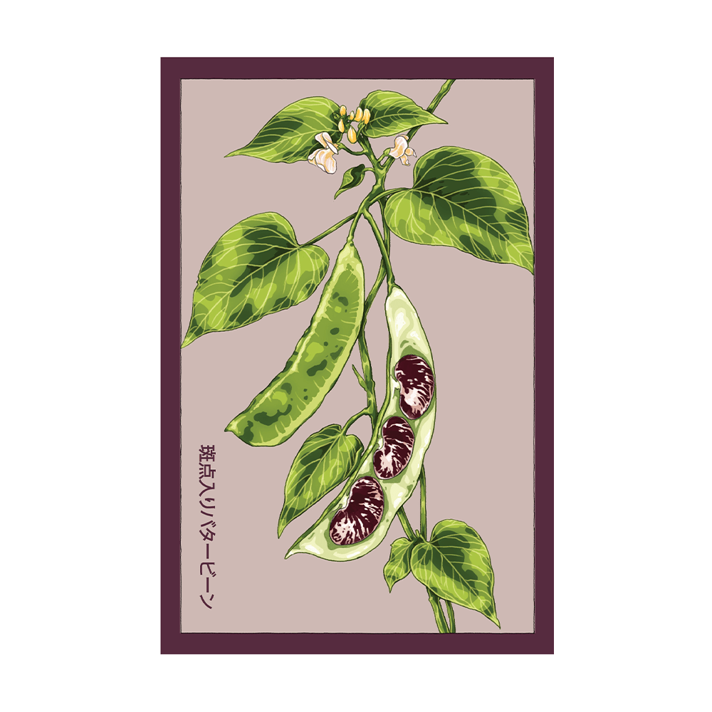 Christmas Pole Butterbean Vegetable Seeds Packet - Chive US Wholesale