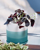 Devo Porcelain Planter With Drainage Hole And Saucer - Chive US Wholesale