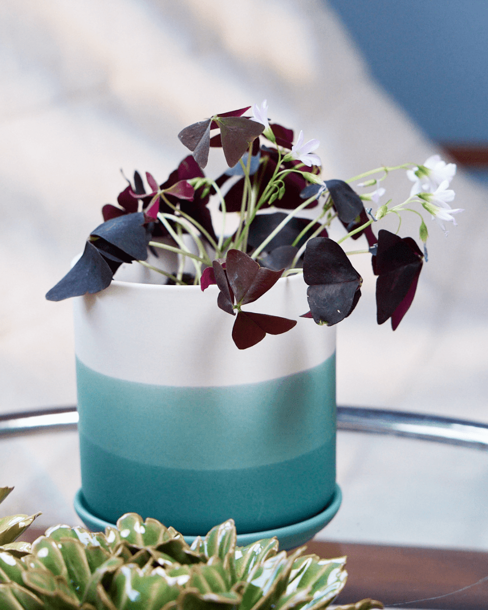 Devo Porcelain Planter With Drainage Hole And Saucer Kit - Chive US Wholesale