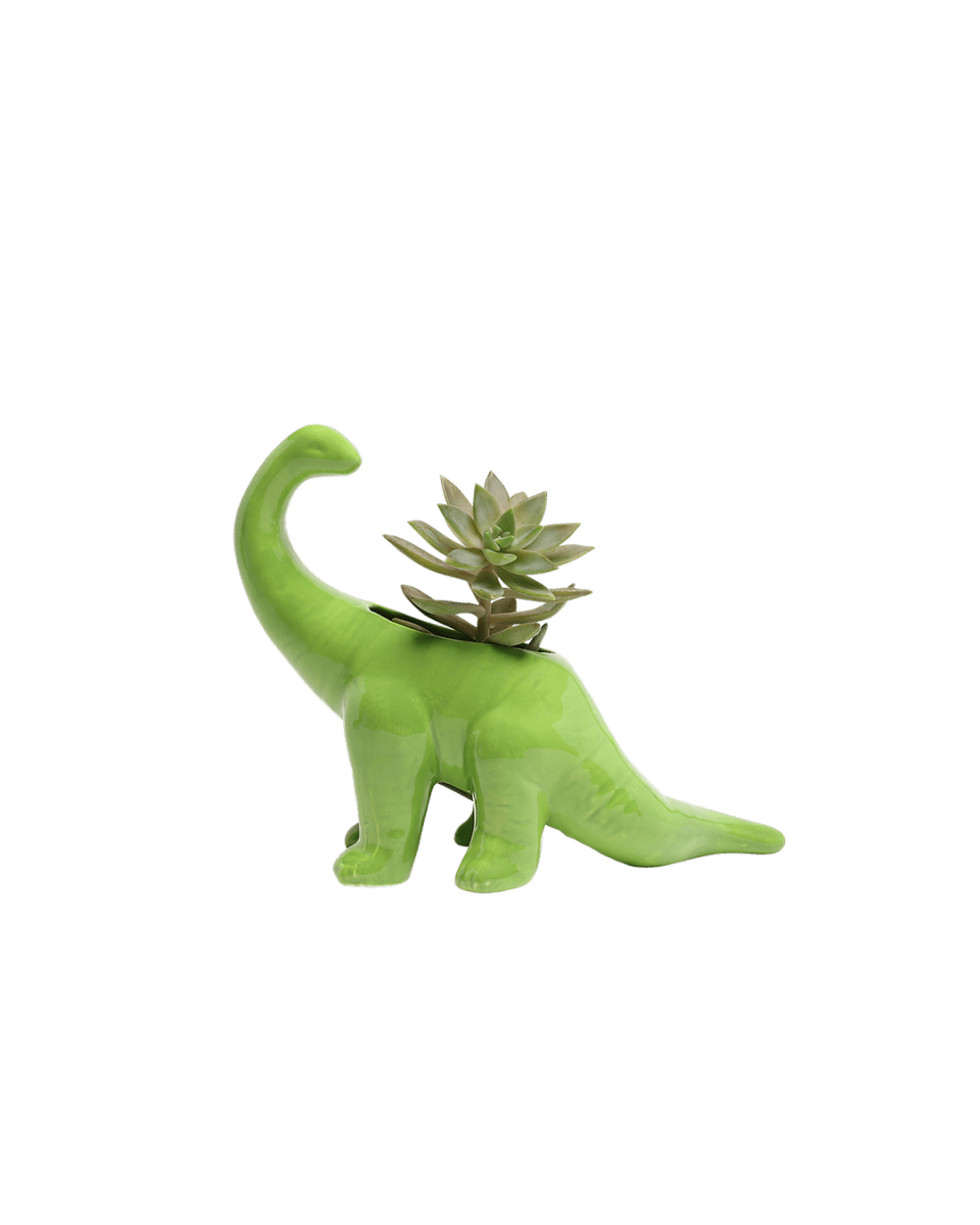 Dinosaur Planter 24pc Kit 2 - Chive US Wholesale