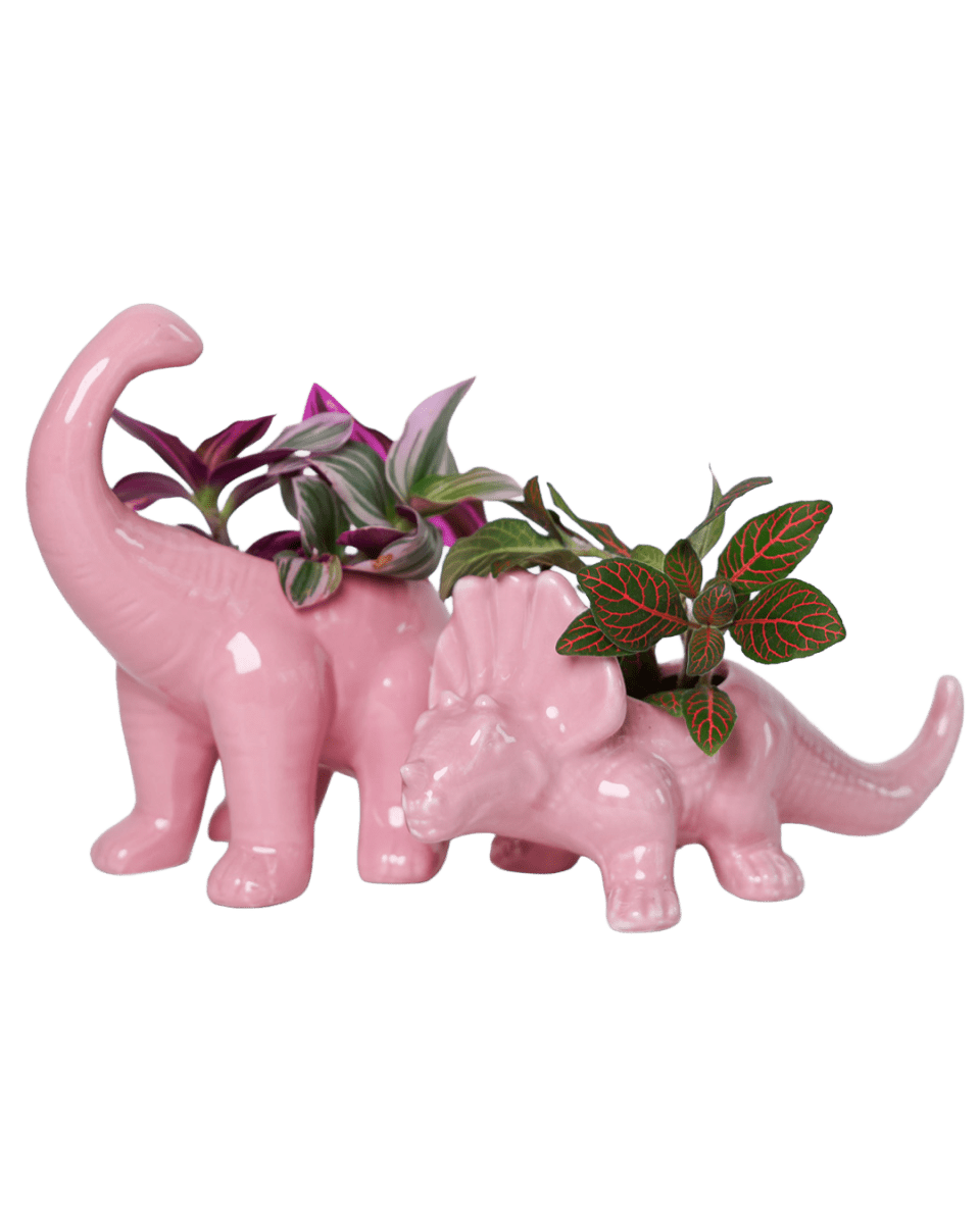 Ace Kit - Dinosaurs - Chive US Wholesale