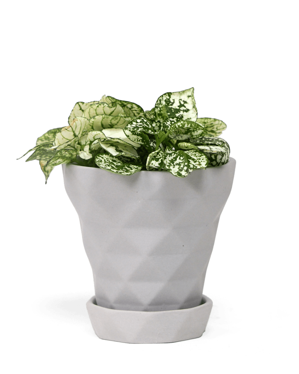 Diamond Porcelain Modern Indoor Plant Pot With Saucer - Chive US Wholesale