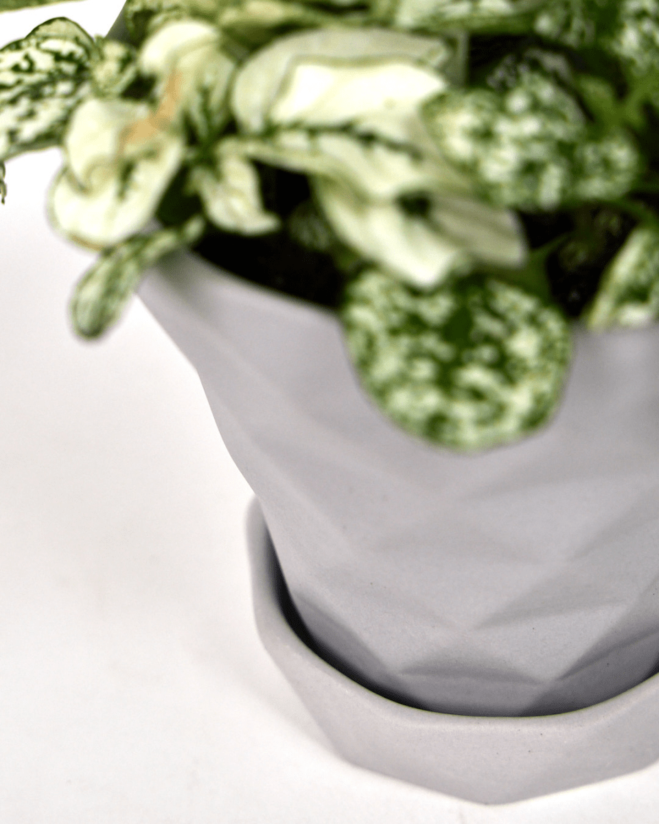 Diamond Porcelain Modern Indoor Plant Pot With Saucer - Chive US Wholesale