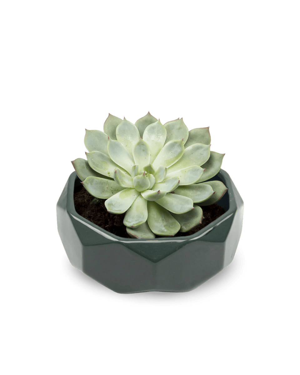 Discus Ceramic Succulent Dish Planter Kit - Chive US Wholesale