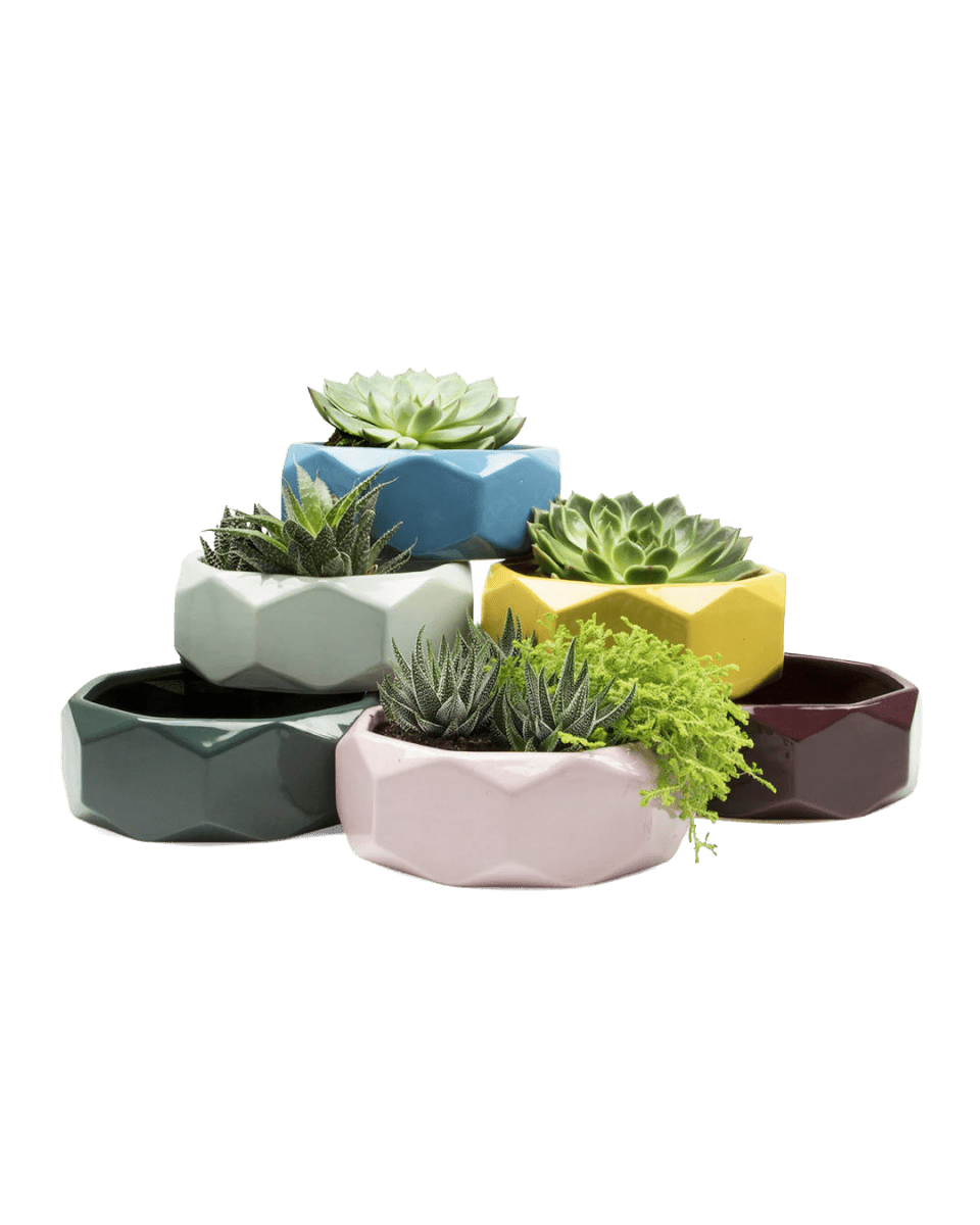 Discus Ceramic Succulent Dish Planter Kit - Chive US Wholesale