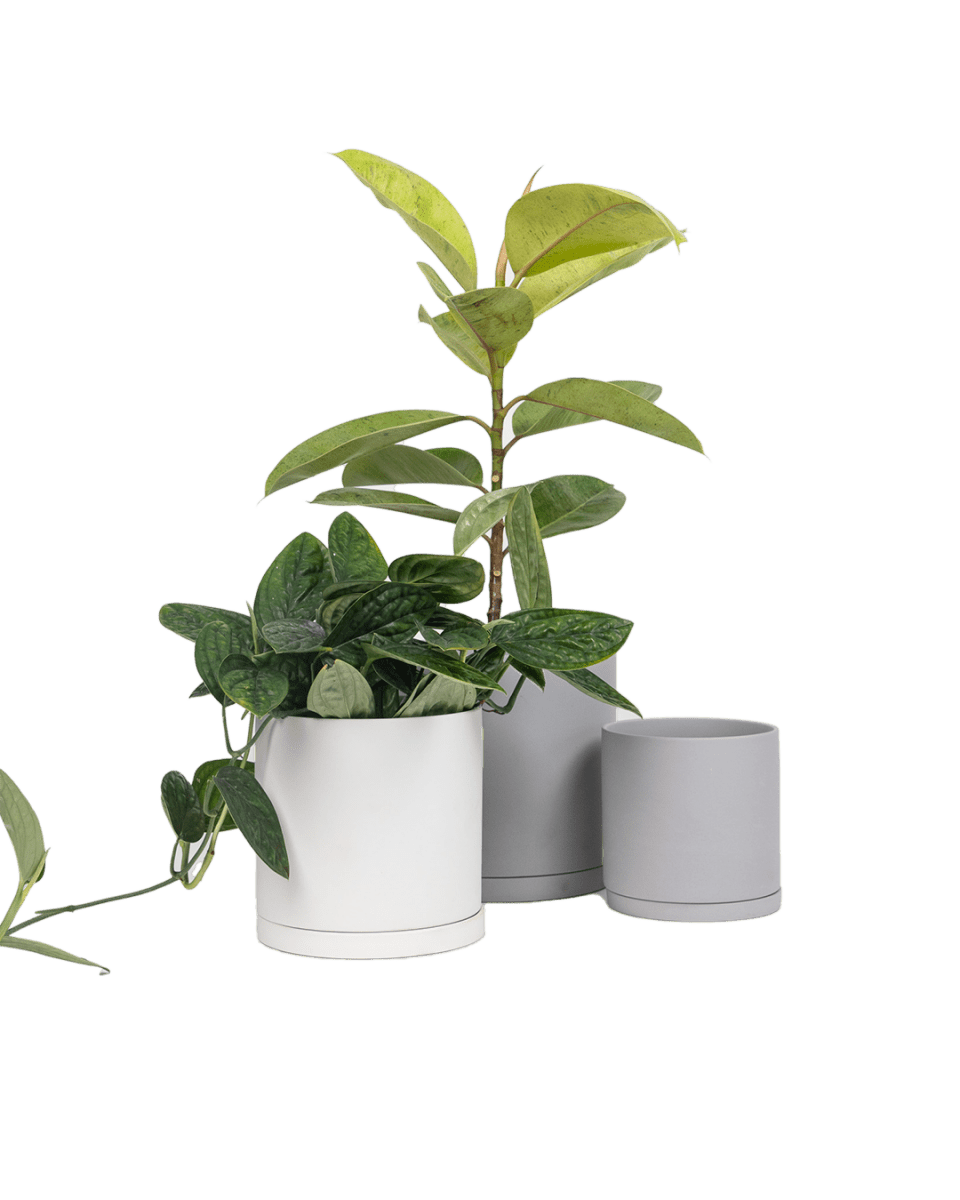 Dojo Porcelain Modern Indoor Plant Pot With Saucer - Chive US Wholesale