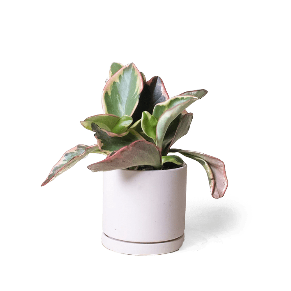 Dojo Porcelain Modern Indoor Plant Pot With Saucer - Chive US Wholesale