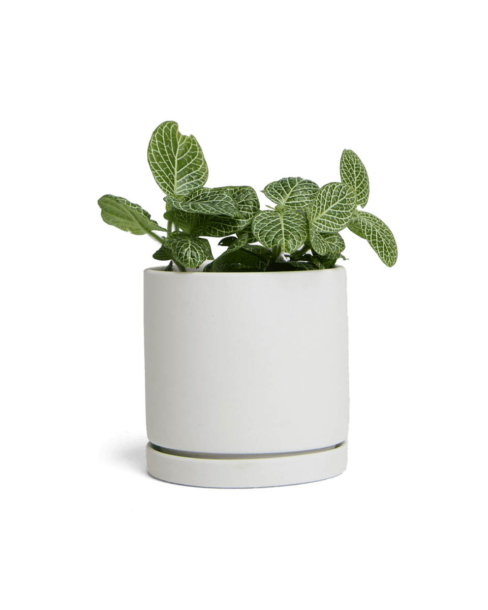 Dojo Porcelain Modern Indoor Plant Pot With Saucer - Chive US Wholesale