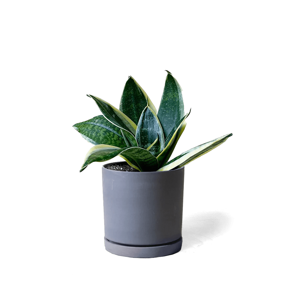 Dojo Porcelain Modern Indoor Plant Pot With Saucer - Chive US Wholesale