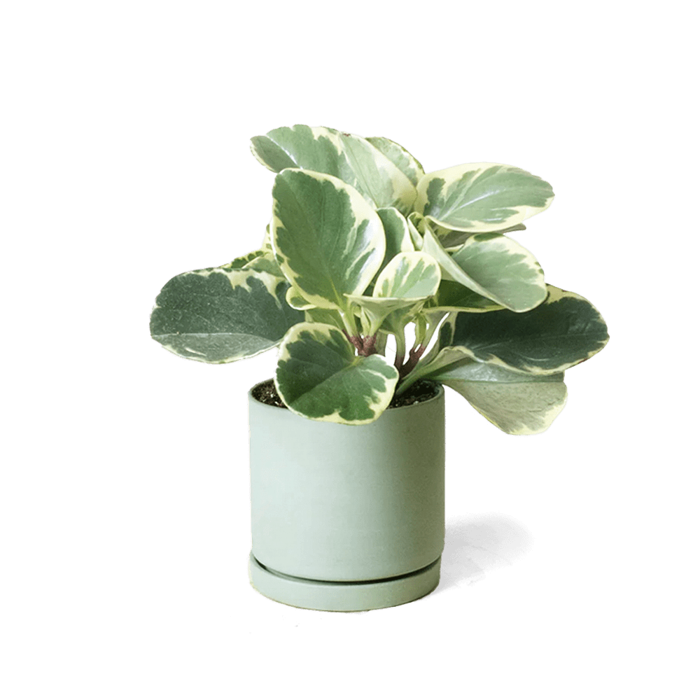 Dojo Porcelain Modern Indoor Plant Pot With Saucer - Chive US Wholesale