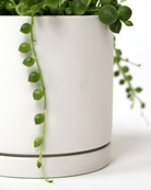 Dojo Porcelain Modern Indoor Plant Pot With Saucer - Chive US Wholesale