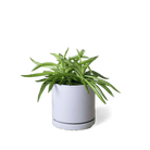 Dojo Porcelain Modern Indoor Plant Pot With Saucer - Chive US Wholesale