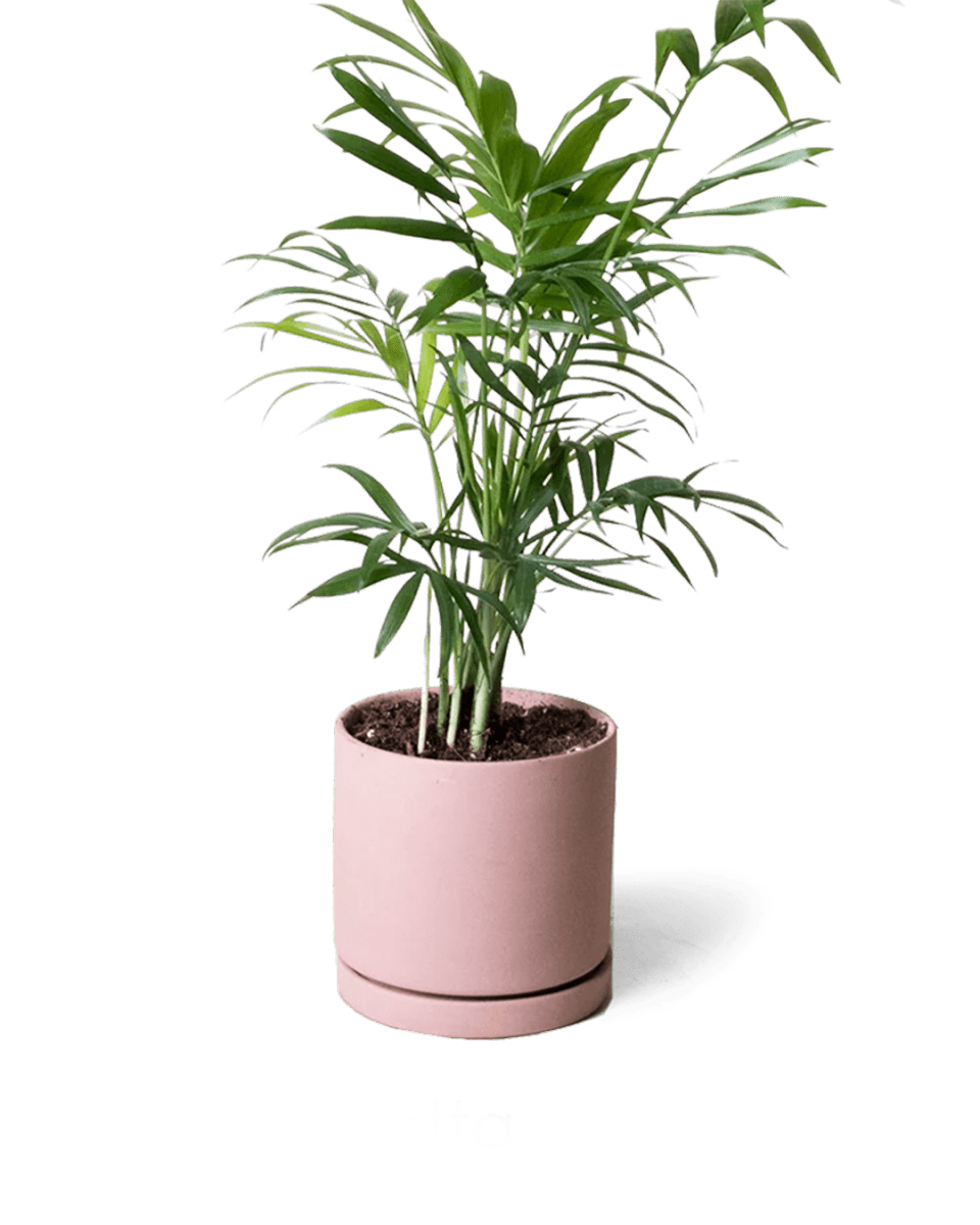 Dojo Porcelain Modern Indoor Plant Pot With Saucer Kits - Chive US Wholesale