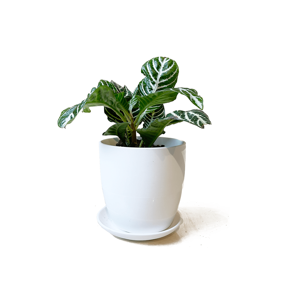 Dyad Porcelain Modern Indoor Plant Pot With Saucer Sets - Chive US Wholesale
