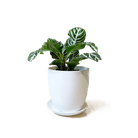 Dyad Porcelain Modern Indoor Plant Pot With Saucer Sets - Chive US Wholesale