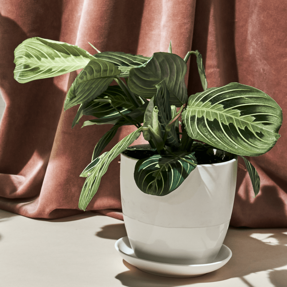 Dyad Porcelain Modern Indoor Plant Pot With Saucer - Chive US Wholesale